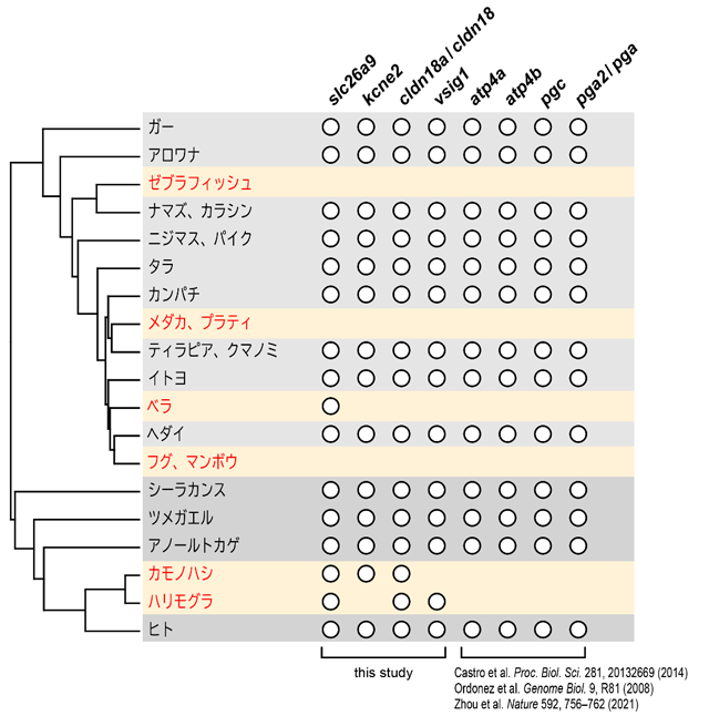 図1. 無胃魚と単孔類が共通に欠失・偽遺伝子化する遺伝子 胃を持たない、もしくは退化させた系統（無胃魚、単孔類）を赤字で示す。各遺伝子の存在を白丸で示す。本研究ではslc26a9、kcne2、cldn18a（カモノハシ、ハリモグラはcldn18）、vsig1の4遺伝子の有無を解析した。atp4a、atp4b、pgc、pga2（カモノハシ、ハリモグラはpga）の4遺伝子の有無は過去の他のグループによる報告の結果を再検証してまとめた。